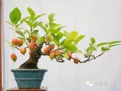 布鲁克林的盆景协会由Paul Graviano于1976年创立