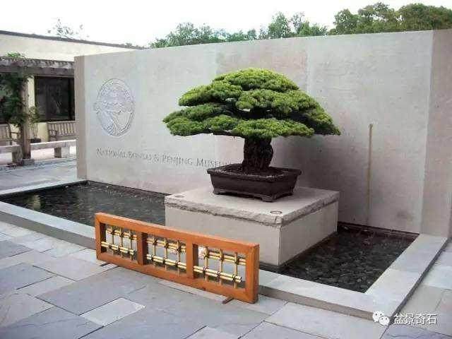 我们的客户对布鲁克林盆景有什么看法？