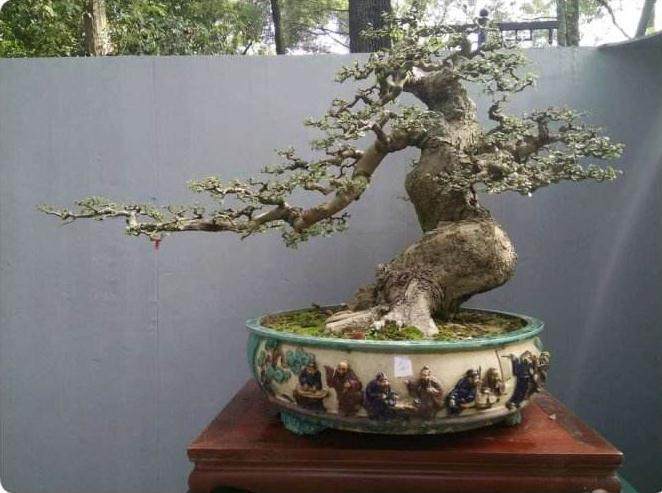 我在互联网上比较很多销售盆景树的网站