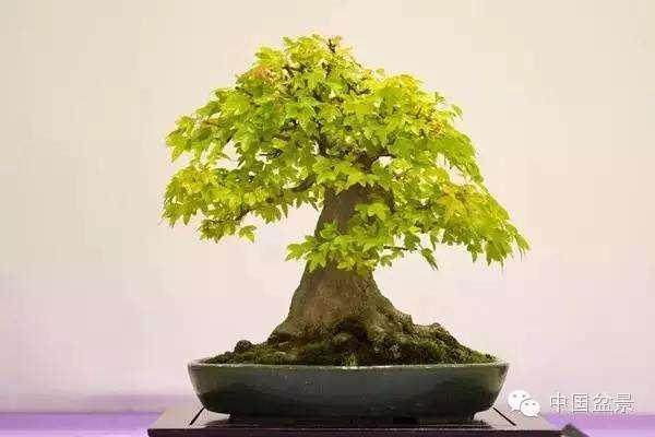 通过修剪和布线塑造您的盆景