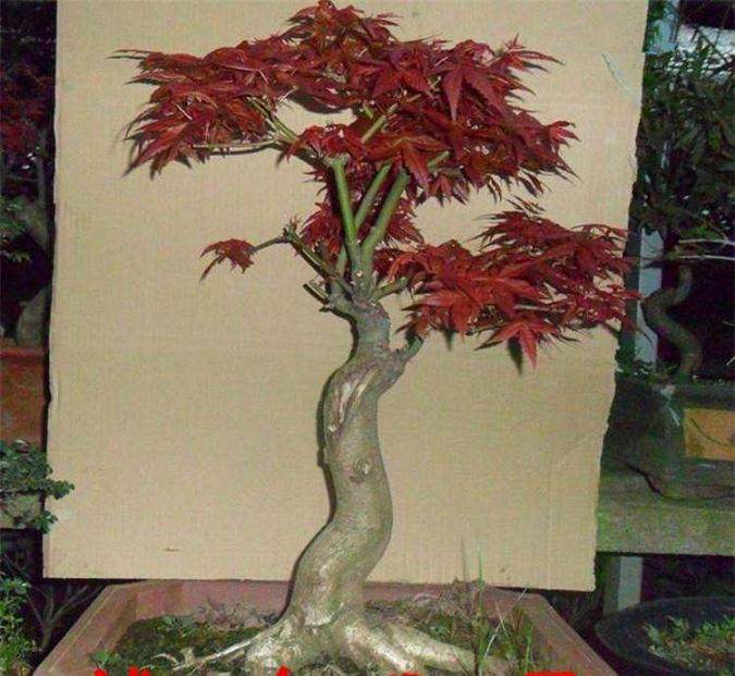 春季盆景要做好以下5个工作