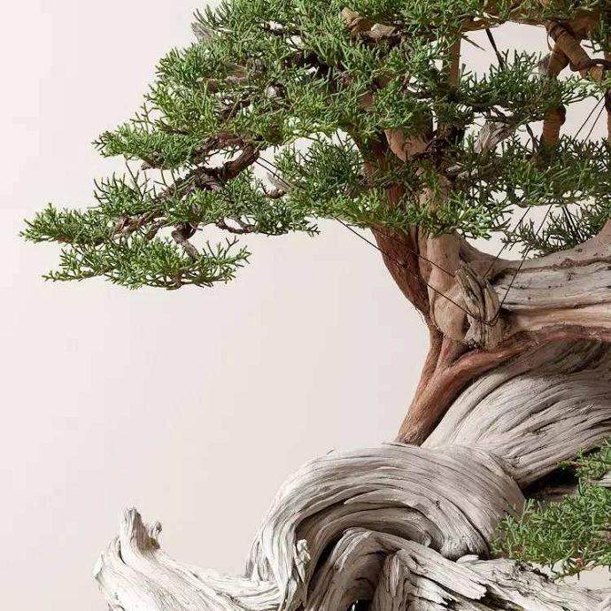 规划盆景种植?以下7点要记住