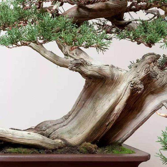 6月：不要忘记浇水 将盆景放在阴凉处