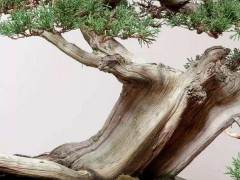 6月不要忘记浇水 将盆景放在阴凉处