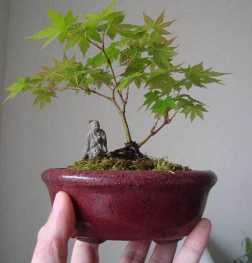 我写了一篇关于修剪日本枫树盆景的文章