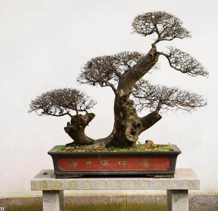 盆景拍照最好用荧光植物灯泡