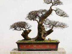 盆景拍照最好用荧光植物灯泡