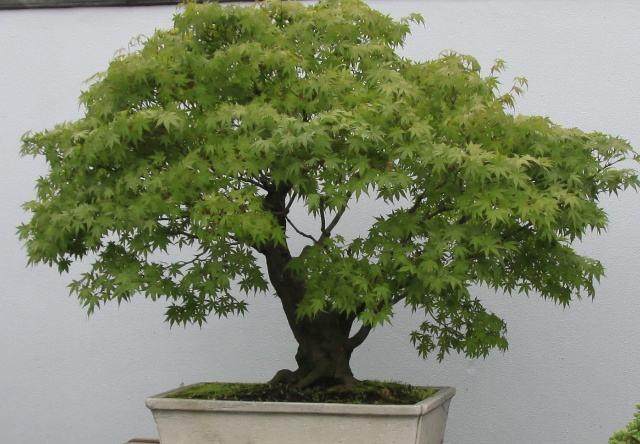 我意识到在本专栏中我没有涉及在人造光线下种植盆景