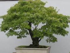 我意识到在本专栏中我没有涉及在人造光线下种植盆景