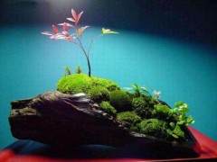 制作苔藓怎么减缓盆景土壤中水分的蒸发