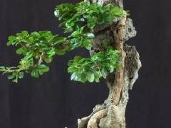 如何在盆景盆中放入一些快速排水的土壤混合物？