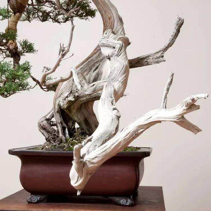 修剪是业余爱好者学习盆景树的第一种方法