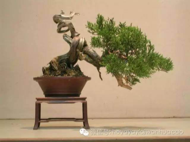 小品盆景的制作与养护