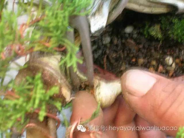 图解 小品盆景的入门制作与养护