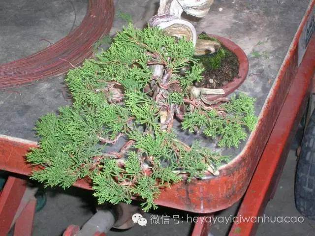 图解 小品盆景的入门制作与养护