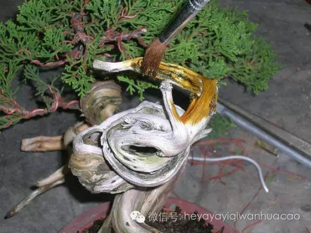 图解 小品盆景的入门制作与养护