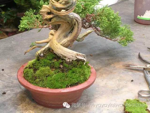 图解 小品盆景的入门制作与养护