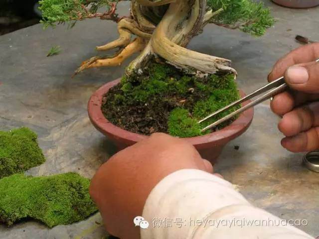 图解 小品盆景的入门制作与养护