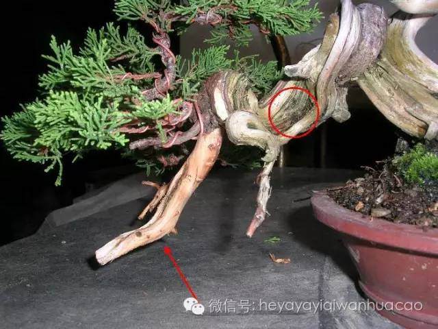 图解 小品盆景的入门制作与养护