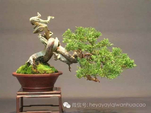 图解 小品盆景的入门制作与养护