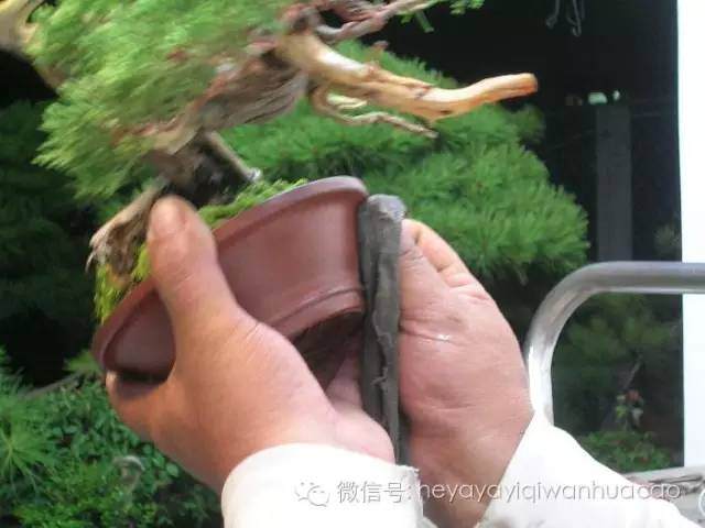 图解 小品盆景的入门制作与养护