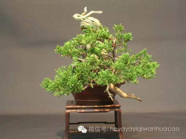 图解 小品盆景的入门制作与养护