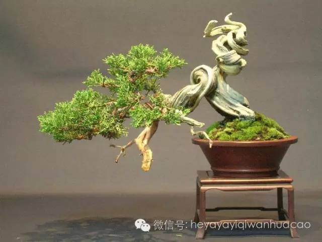 图解 小品盆景的入门制作与养护