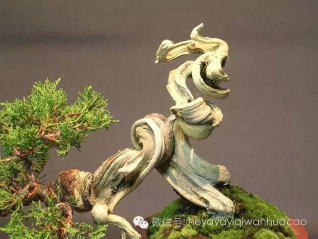 图解 小品盆景的入门制作与养护