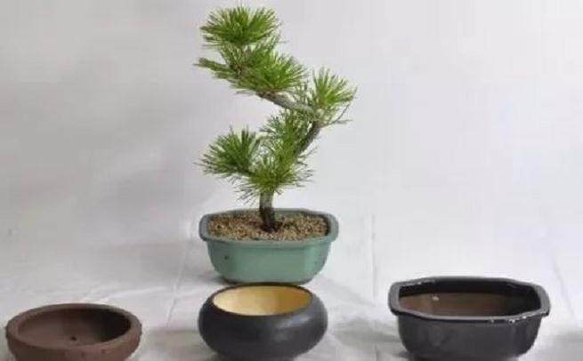 微型盆景怎么换盆?
