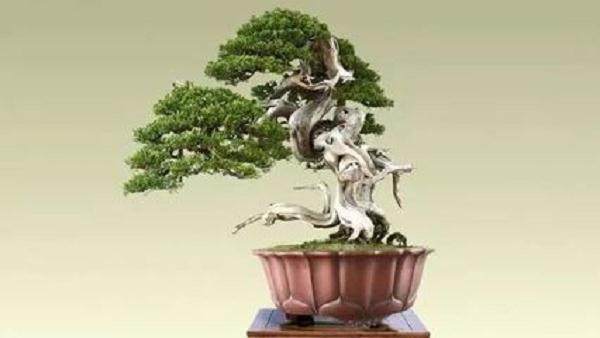 盆景根部的修剪与整形