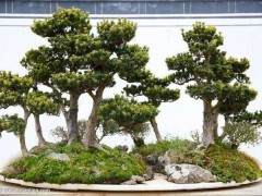 您的盆景应该放在一个好的位置 如车库 棚屋