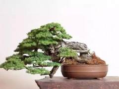 在冬季 您要经常检查盆景 以确定何时需要浇水？