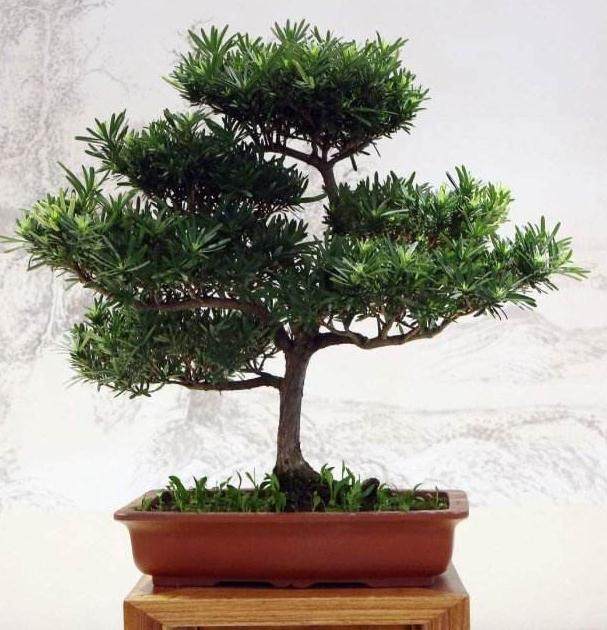 土壤pH值对盆景的正常健康和发育非常重要