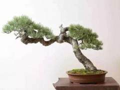 给新盆景浇水最多不要超过盆子的边缘