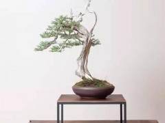 在出售之前 我们的盆景已经在中种植3个月或更长时间