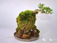 盆景以更经济的价格推广 才能达到盆景走进千家万户