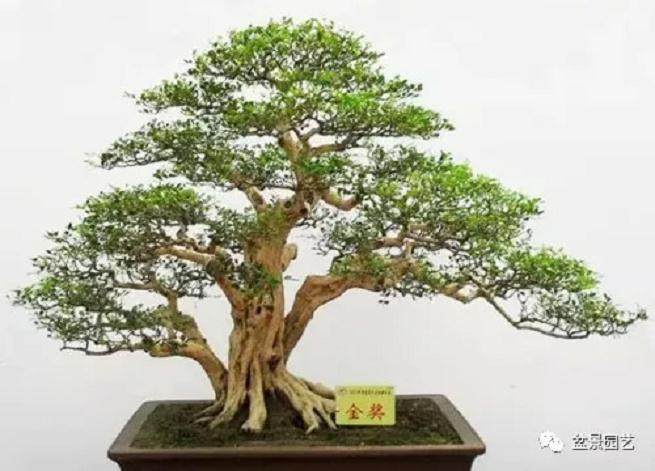 盆景在风格造型上是否需要前瞻性