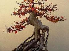 盆景造型的露根技术一般有抱石法 提根法 剔土法