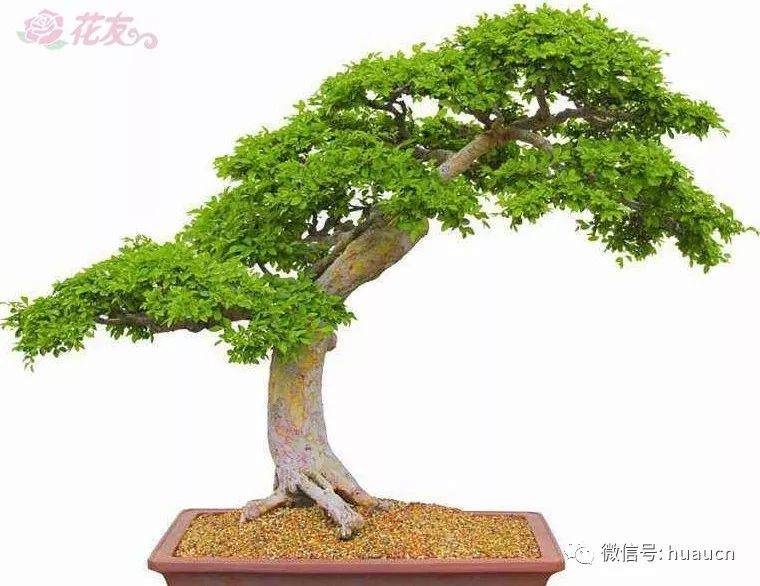 对节白蜡盆景如何嫁接桂花?