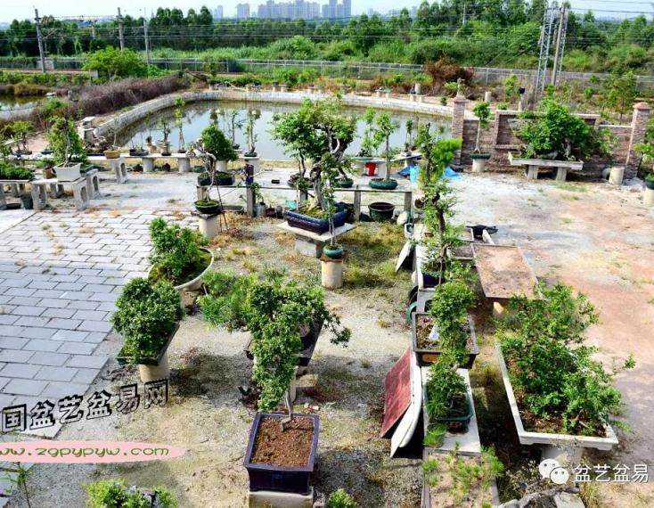 广东岭南盆景艺术大师 杨耀其 专访