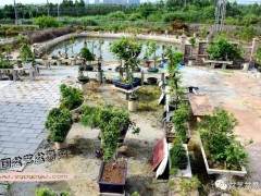 广东岭南盆景艺术大师 杨耀其 专访