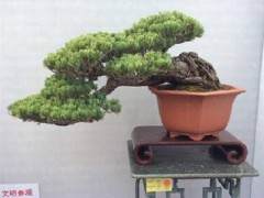 给盆景浇水最重要的是要有规律