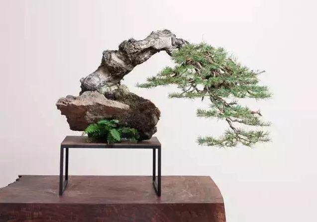 盆景的英文经常拼写错误为bonzi，bonzai甚至banzai