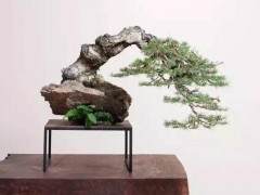 盆景的英文经常拼写错误为bonzi bonzai甚至banzai