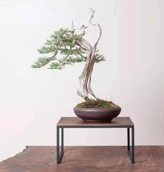 网络购买盆景的运输与售后更换