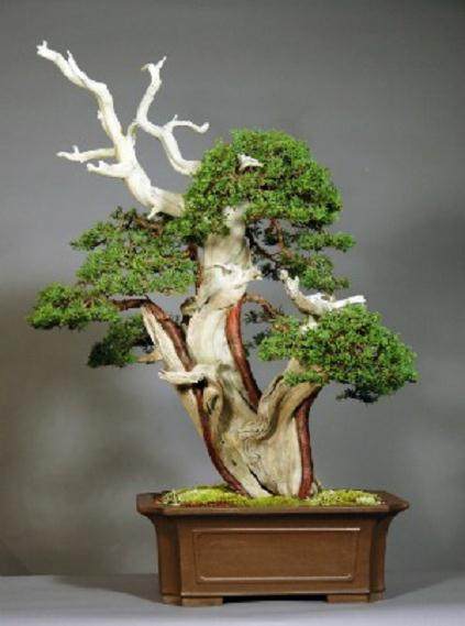 浣熊盆景在2015年佛罗里达州盆景协会大会上展出