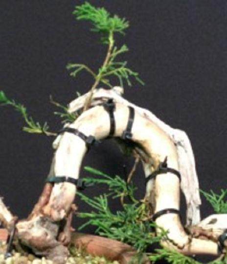 浣熊盆景在2015年佛罗里达州盆景协会大会上展出