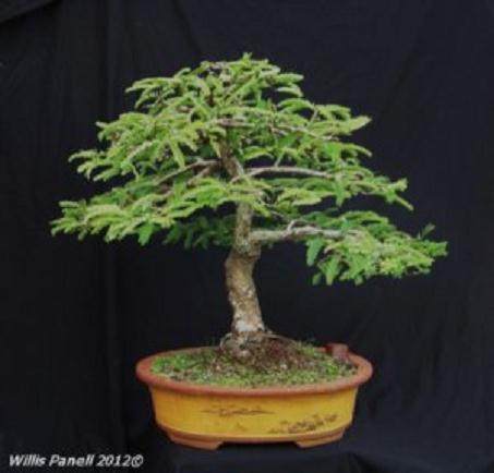 在热带地区很容易制作盆景的素材 - 罗望子