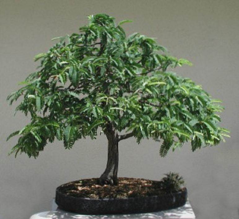 在热带地区很容易制作盆景的素材 - 罗望子