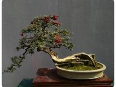 第25届年度金州盆景大会上成为头条新闻